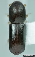 ambrosia beetle