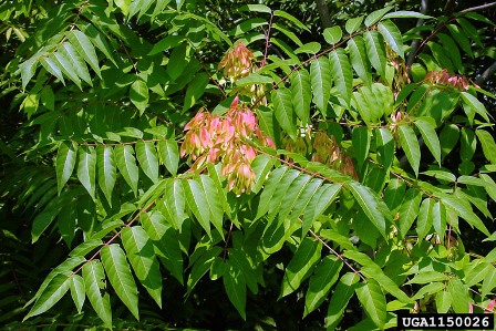 Ailanthus