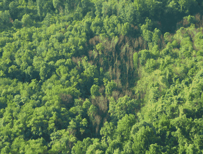 Ailanthus aerial