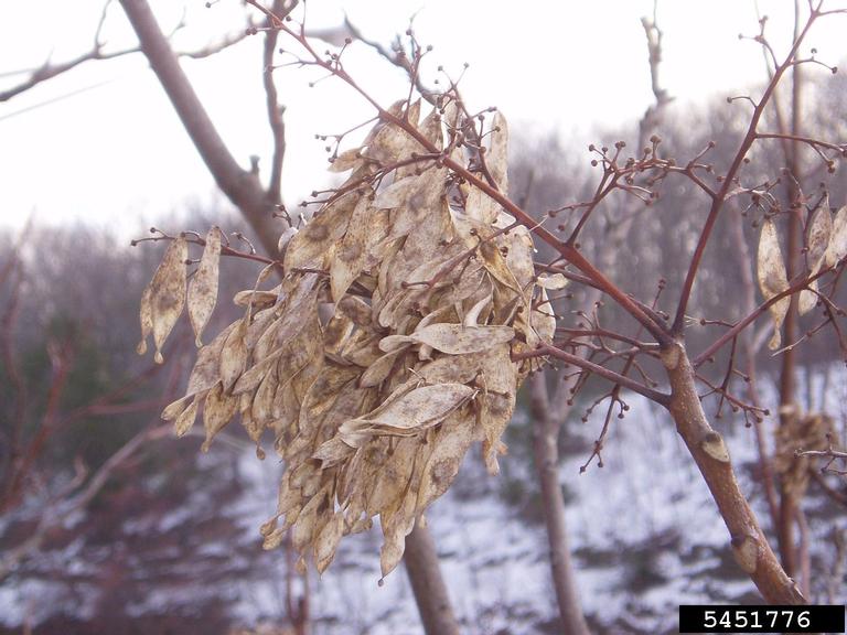 Ailanthus