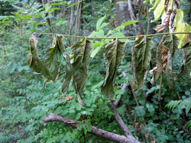 Ailanthus aerial