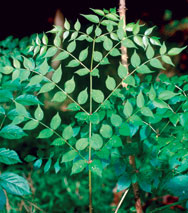 Japanese angelica tree