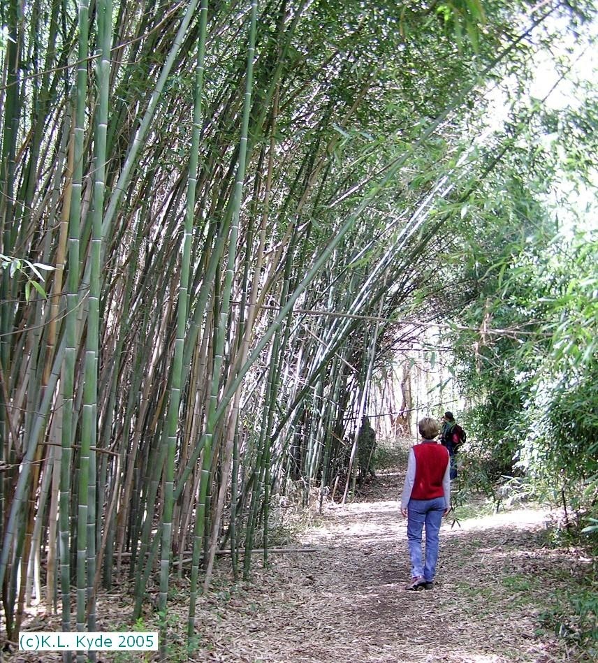 bamboo