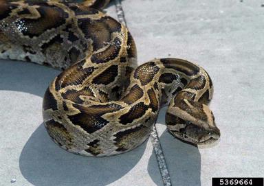 Burmese python