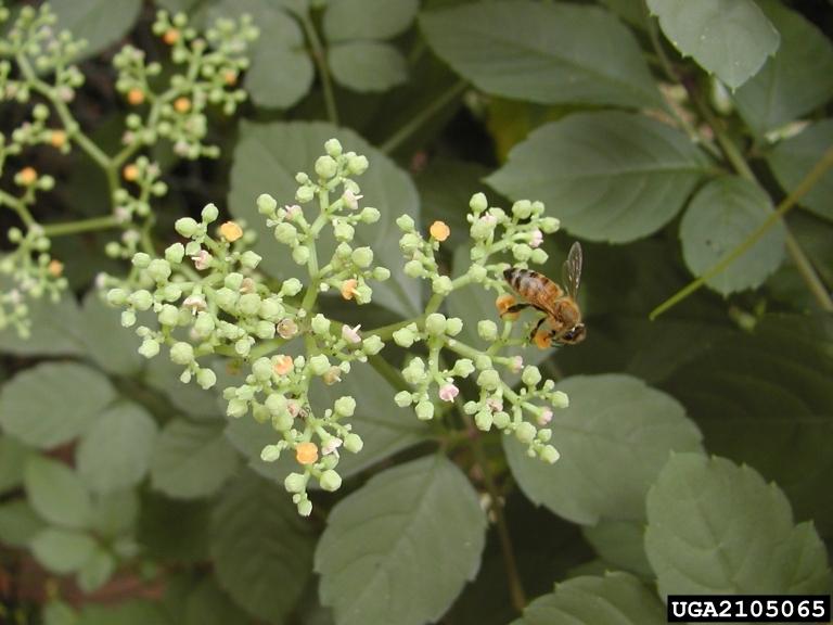 bushkiller flowers