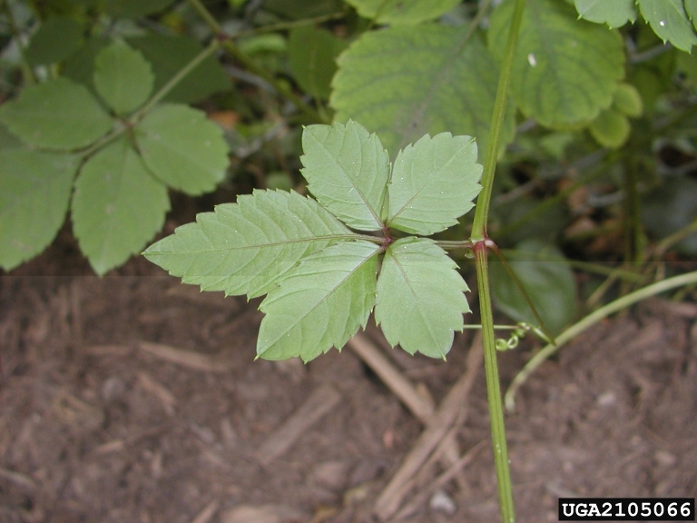 bushkiller leaves