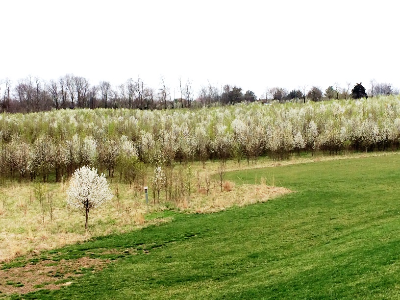 Callery Pear Field