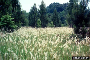 cogon grass