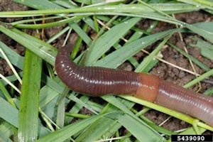 common earthworm2