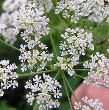 Poison Hemlock