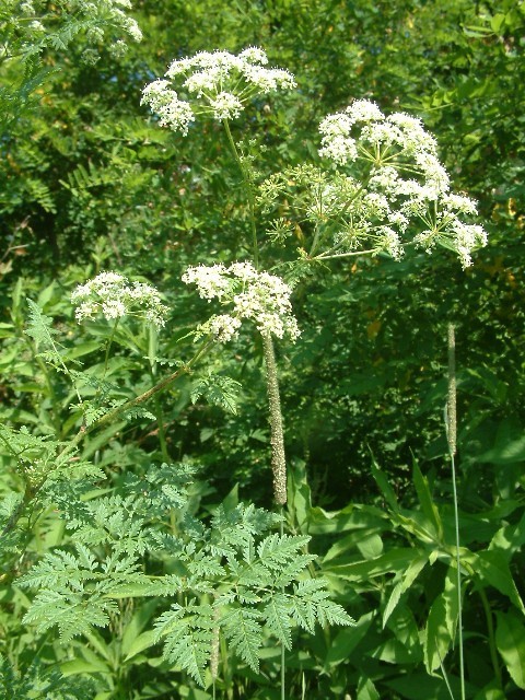 poison hemlock