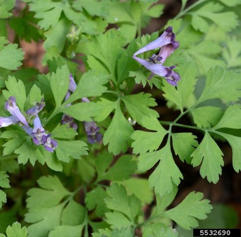 Corydalis incisa