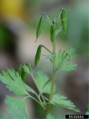 Corydalis incisa