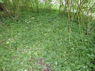 fig buttercup