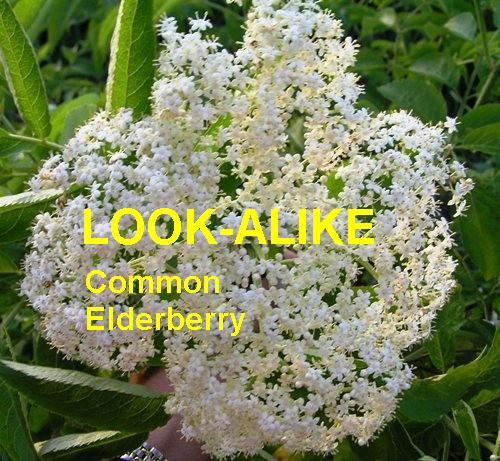 common elderberry