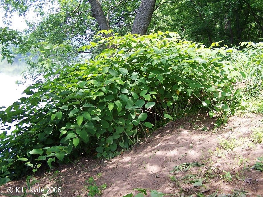 Japanese knotweed