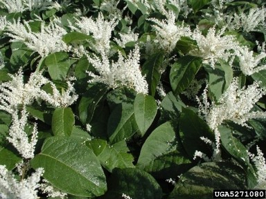 Japanese knotweed