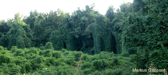 kudzu