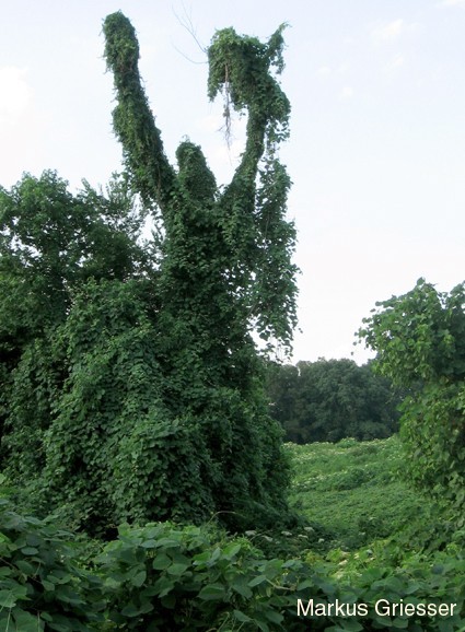 kudzu