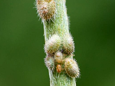 kudzu bug nymphs