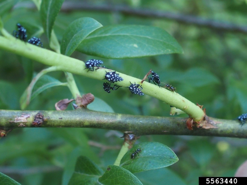 Spotted lanternfly nymphs