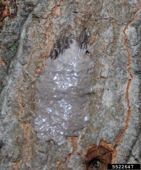 Spotted lanternfly egg masses