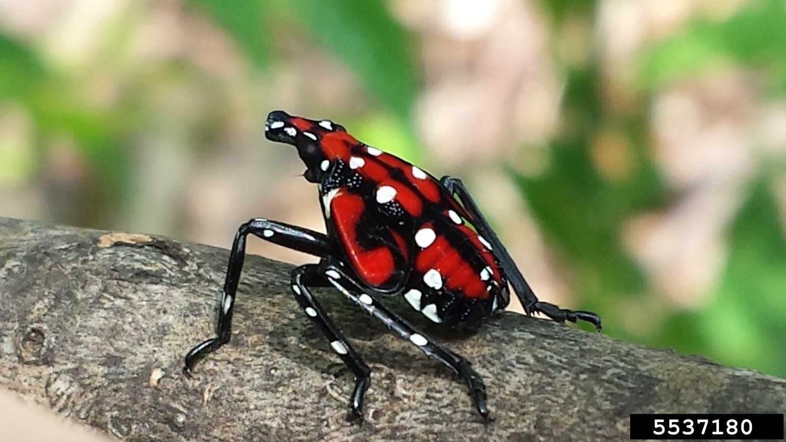 Spotted lanternfly late instar nymphs