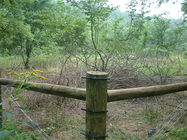 multiflora rose after grazing