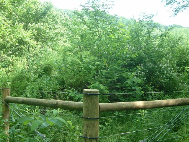 multiflora rose after grazing