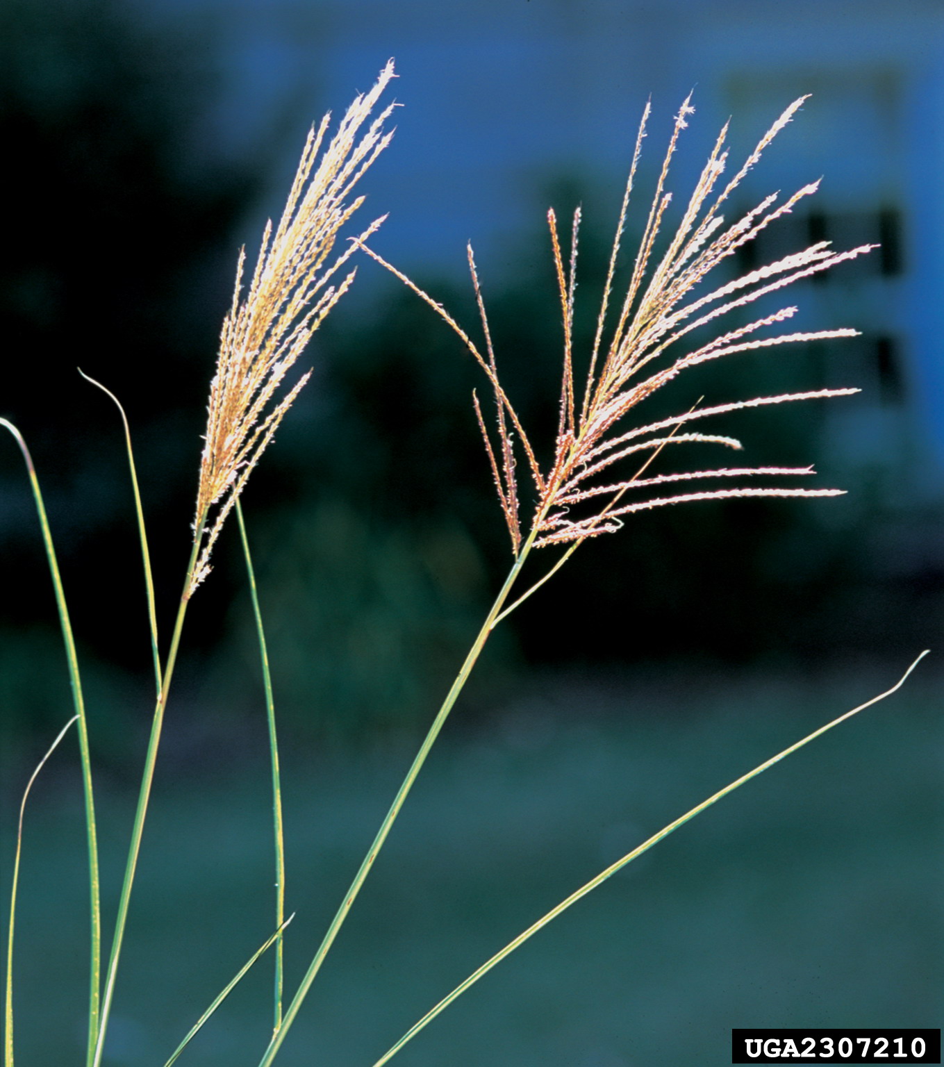 Miscanthus