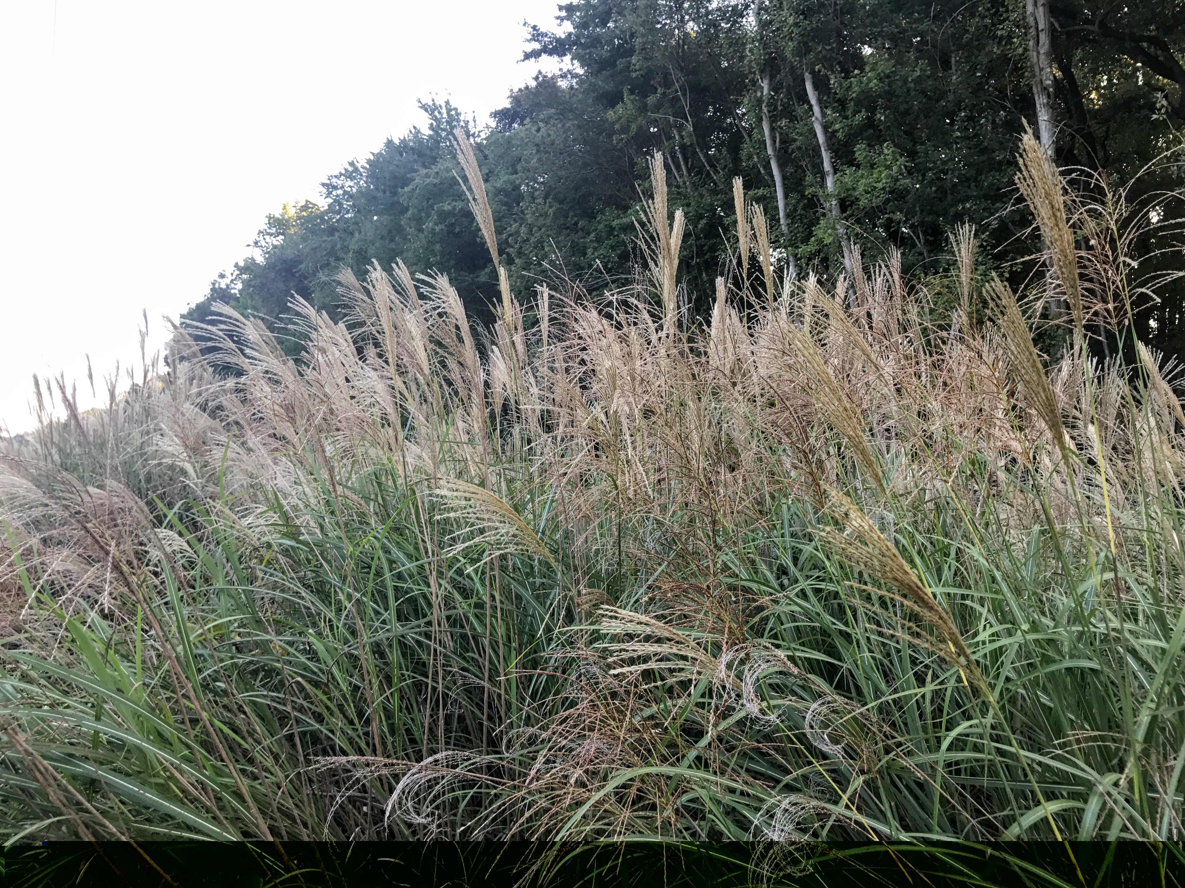 Miscanthus Invasion