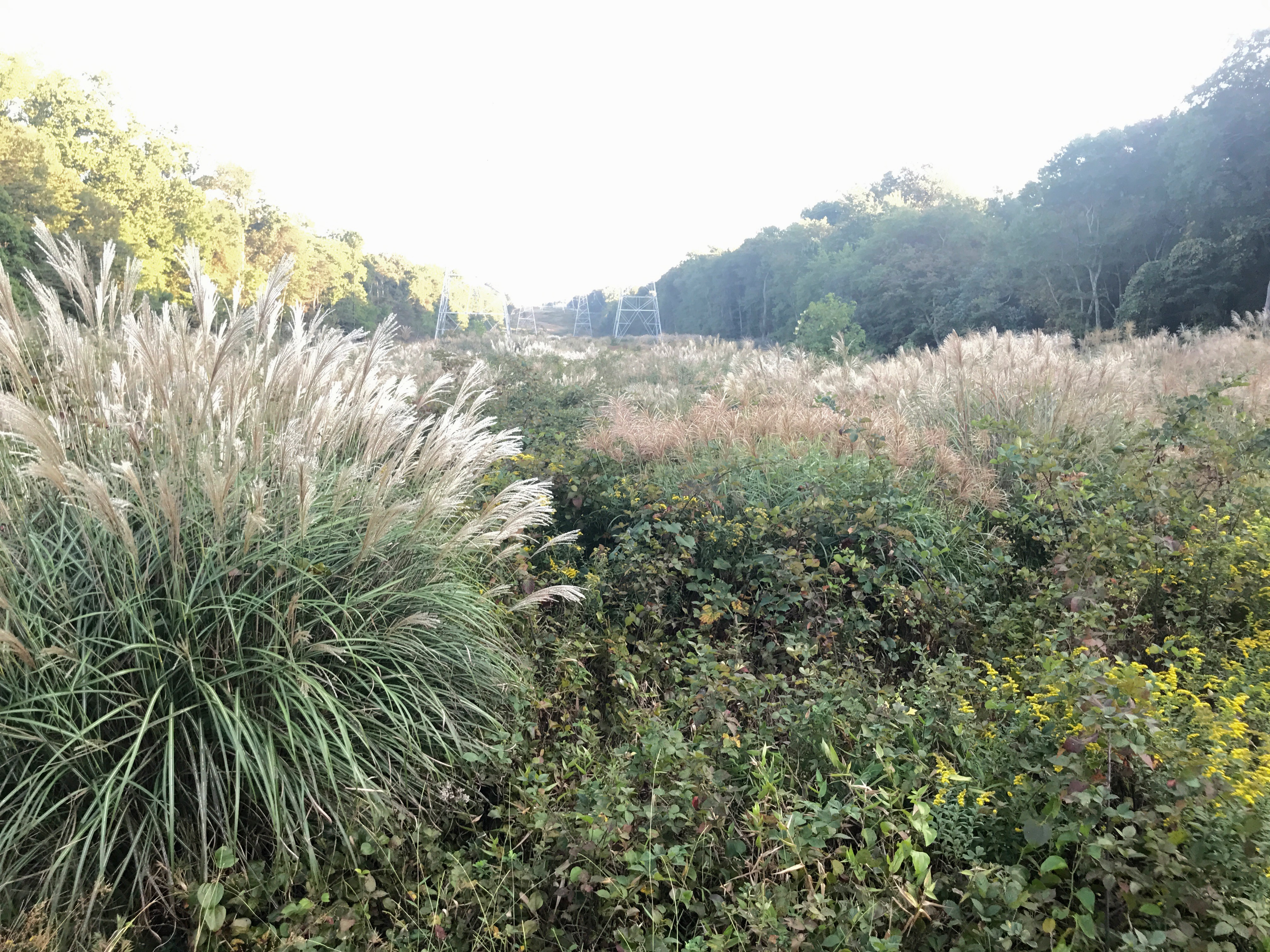 Miscanthus Invasion