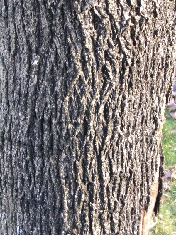 Norway Maple bark