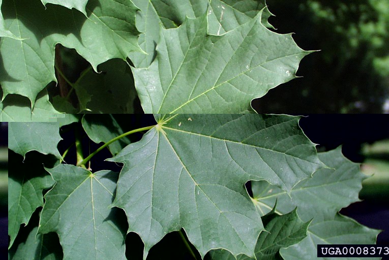 Norway maple