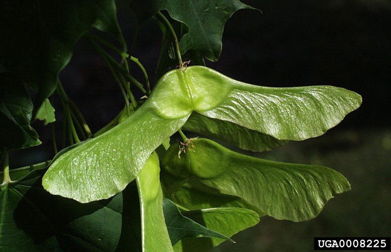 Norway maple fruit