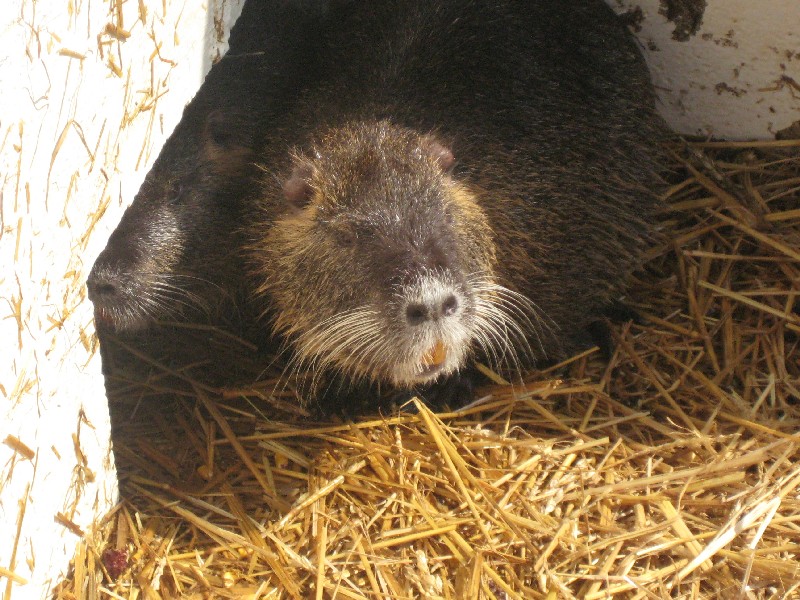 nutria