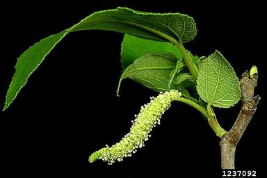 paper mulberry