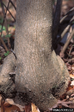 paper mulberry