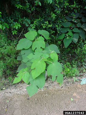 paper mulberry