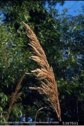 Plume grass