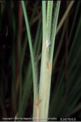 Plume grass