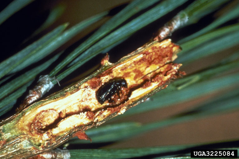 pine shoot beetle adult