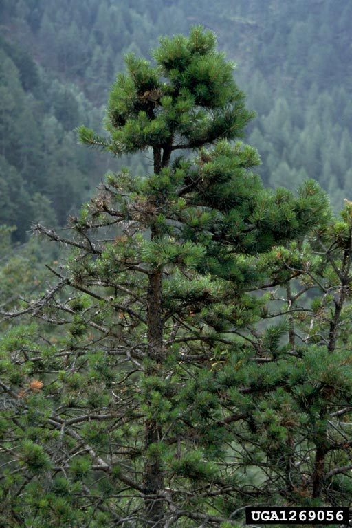 pine shoot beetle damage