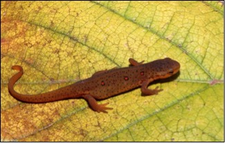 Red-Spotted Newt