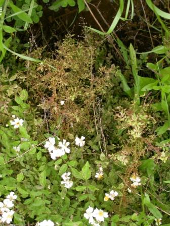 rose rosette disease