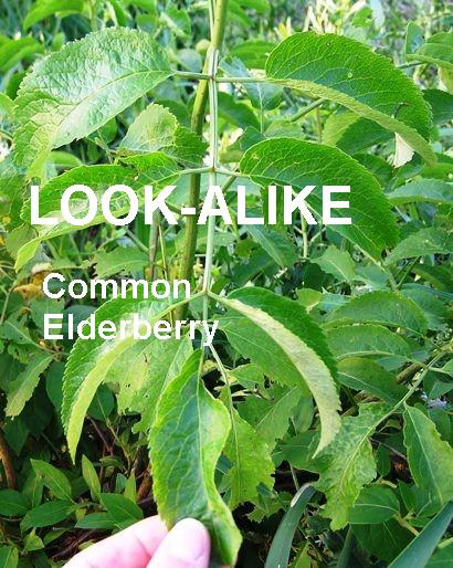 common elderberry