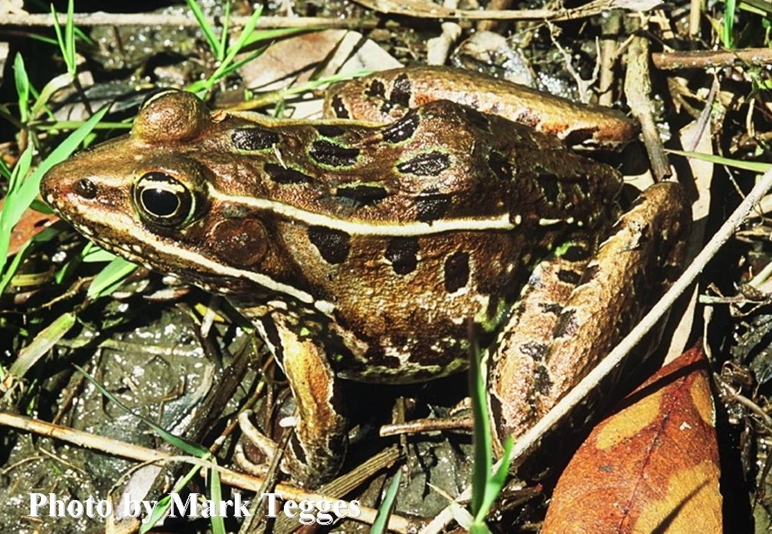 southern leopard frog