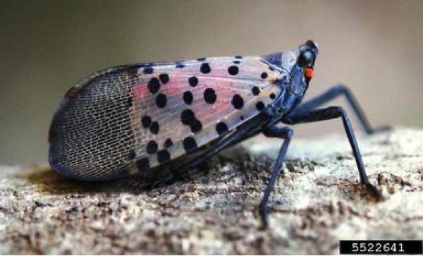 Spotted Lanternfly adult