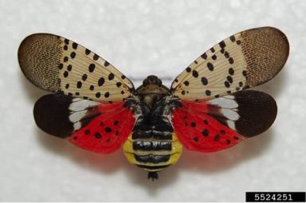 Spotted Lanternfly wing spread