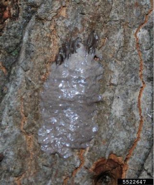 Spotted Lanternfly Eggs